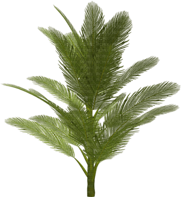 tree baum bush busch palm palme - png ฟรี