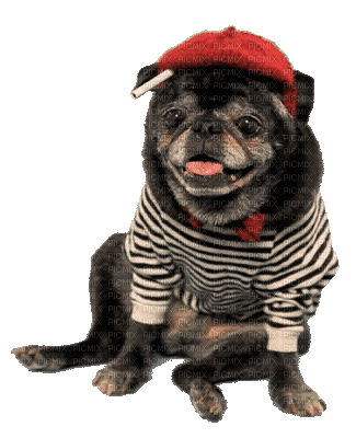 dog dress up bp - Безплатен анимиран GIF