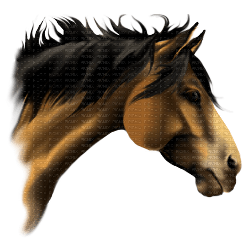 Pferd - 免费PNG