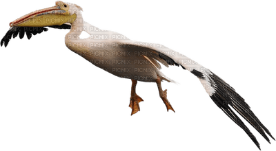 pelikaani, pelican - PNG gratuit