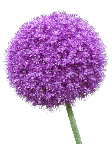 flower  Bb2 - Free PNG