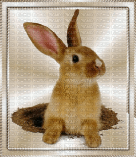 Bunny - GIF animé gratuit