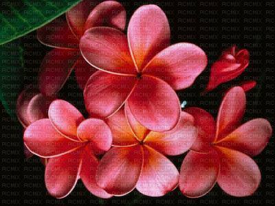 Fleur Tiaré - PNG gratuit