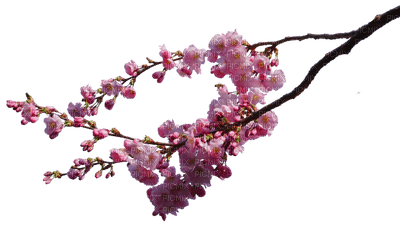 cherry blossom branch cerise branche - Free PNG