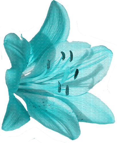 blume flowers - png grátis