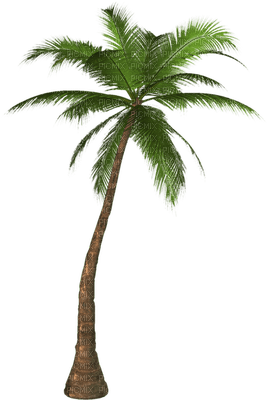 palma - Free PNG