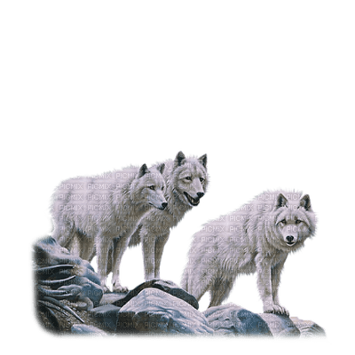 white wolves.png-NitsaPap - png ฟรี