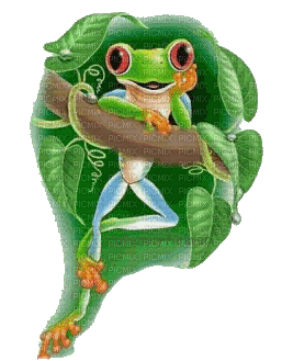 Grenouille - Free animated GIF