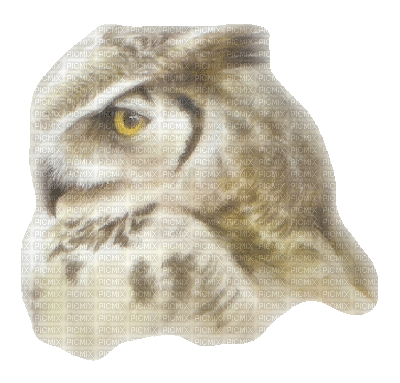 Owls - GIF animado grátis