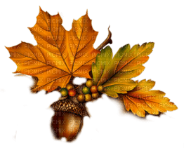 autumn/decoration - PNG gratuit