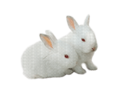 pascua conejos  dubravka4 - PNG gratuit