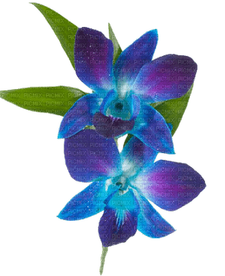 orchids blue bp - png gratis