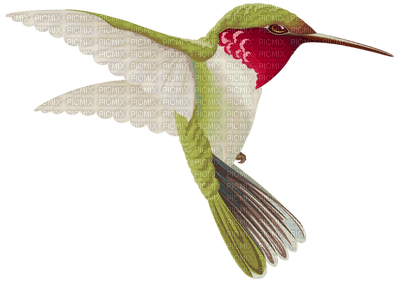 Kaz_Creations Birds Bird Humming - δωρεάν png