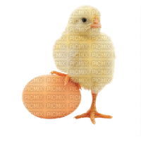 chicken bp - Free PNG