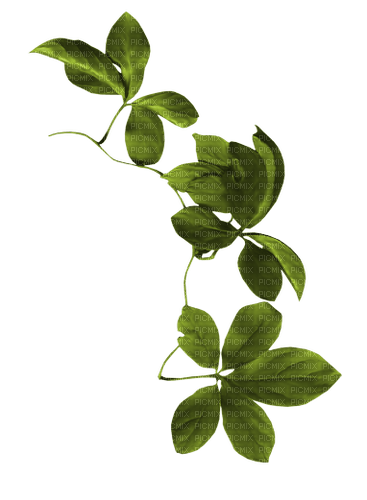 gren -blad--branch leaf - PNG gratuit