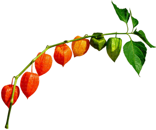 Leaves.Orange.Green - PNG gratuit