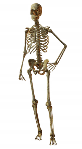 skeleton - ücretsiz png