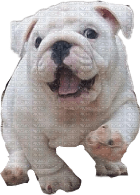 Bulldog - бесплатно png