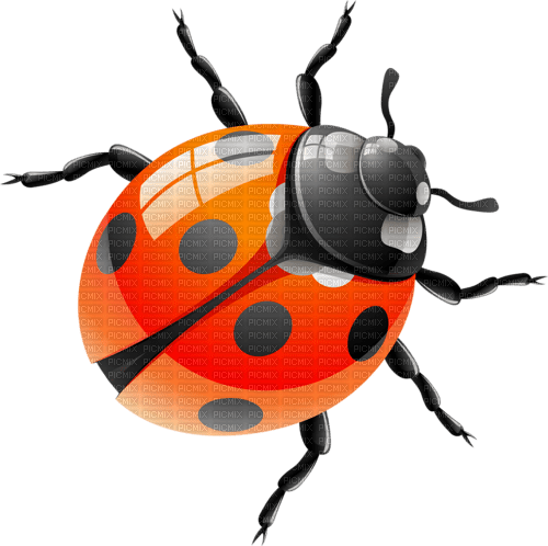 Kaz_Creations Ladybug-Ladybird - 免费PNG