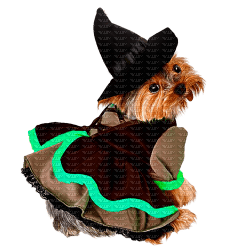 Dog Puppy Chien Halloween Witch - png grátis