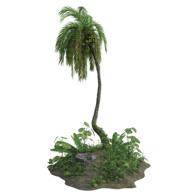 tropical, tropiikki, palm, palmu - 免费PNG