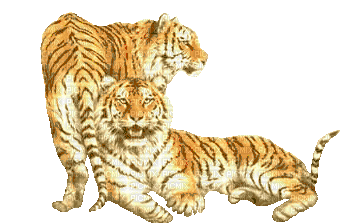 Tiger - Ilmainen animoitu GIF
