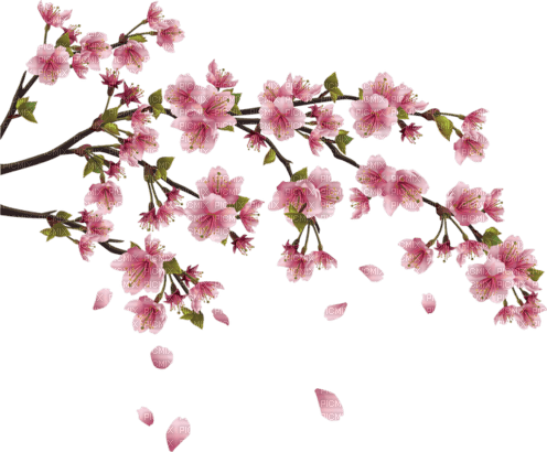 flowers blossom - zadarmo png
