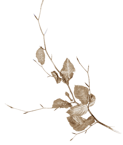 Winter branch Leaves - 無料png