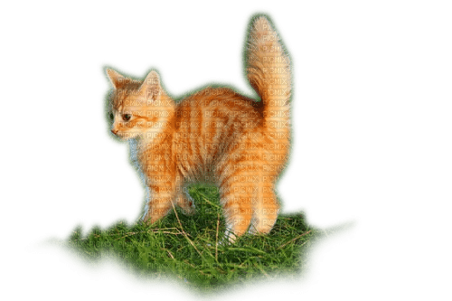 Rena red Animal Cat Katze Baby - ilmainen png