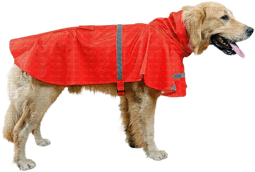 Chien.Dog.Perro.Red.Victoriabea - Free PNG