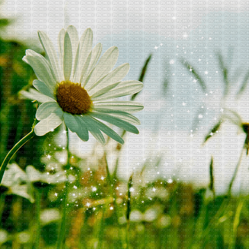 summer background by nataliplus - gratis png