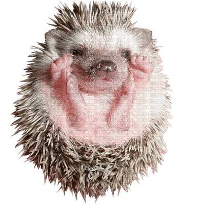 Kaz_Creations Hedgehog - nemokama png