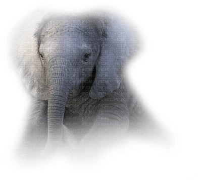 Kaz_Creations Elephants Elephant - kostenlos png