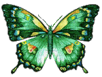 butterfly - GIF animado gratis
