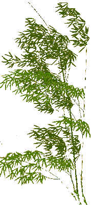 Branch.Branche.Rama.green.gif.Victoriabea - GIF animé gratuit