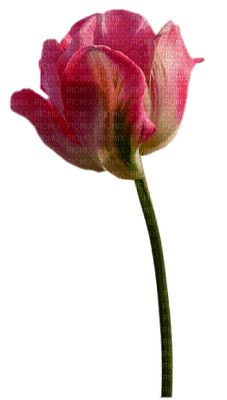 tulipan - png ฟรี