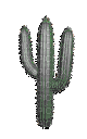 cactus - Gratis animeret GIF