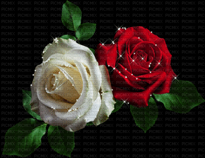 rózsa - GIF animado gratis