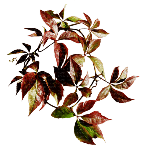 blad--höst-----leaves-autumn - png ฟรี