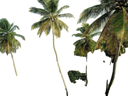 palme - zdarma png