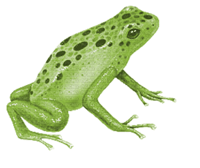 Kaz_Creations Frogs Frog - zdarma png