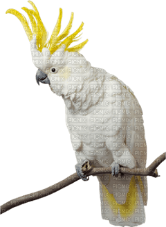 cockatoo bp - PNG gratuit