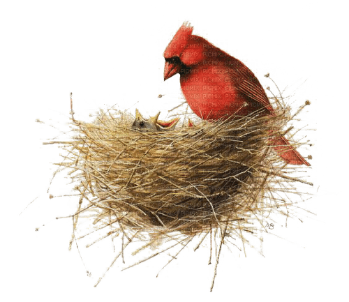 Pájaro  carpintero en el nido - png gratuito