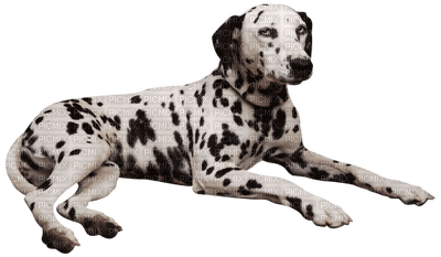 Kaz_Creations Animals Dog Dalmation - png gratis