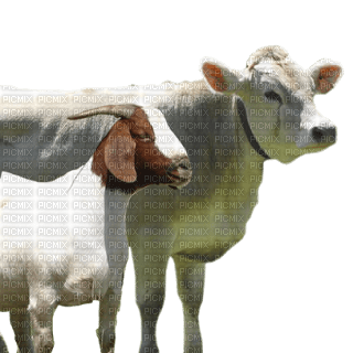 vaca y cabra - δωρεάν png