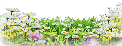 soave deco flowers field border daisy white yellow - PNG gratuit