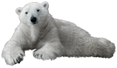 polarbear - zadarmo png