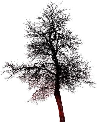 Kaz_Creations Trees Tree Colours - zdarma png