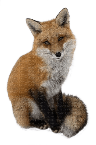Fuchs, Fox - bezmaksas png