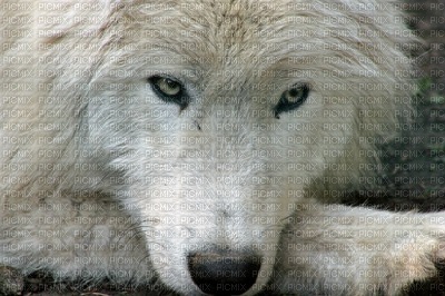 loup blanc - darmowe png
